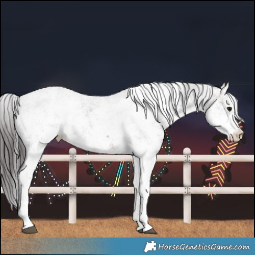 Horse Color:White Spotted Bay Sabino