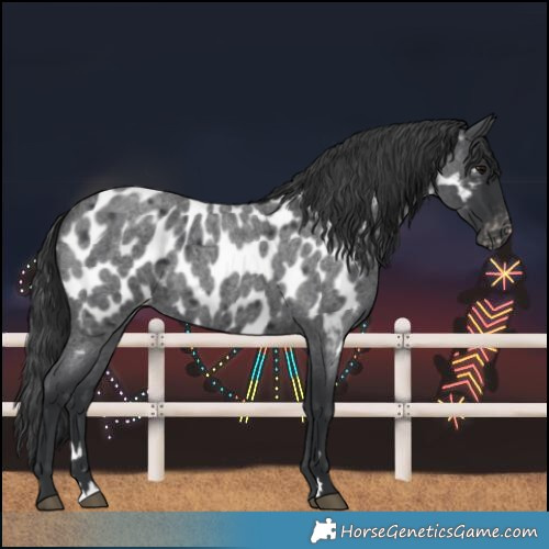 Horse Color:Blue Roan Near Leopard