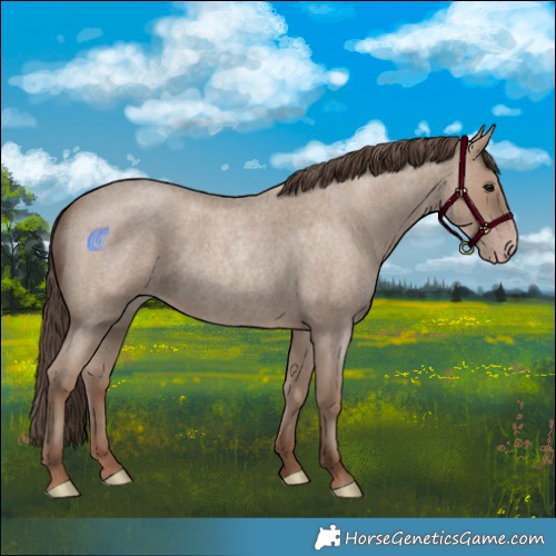 Horse Color:Classic Champagne Roan 