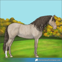 Horse Color:Classic Cream Champagne Roan 
