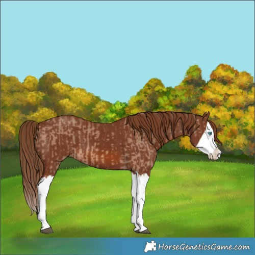 Horse Color:Red Dun Splash  and Chestnut Splash 