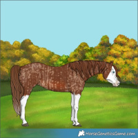 Horse Color:Red Dun Splash and Chestnut Splash