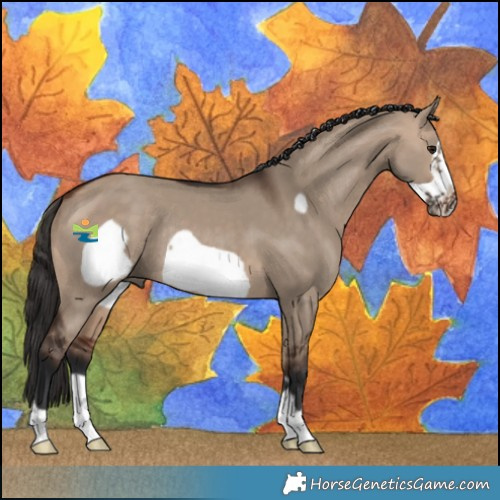 Horse Color:Bay Dun Frame Rabicano 