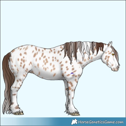 Horse Color:Amber Champagne Near Leopard and Amber Champagne Near Leopard