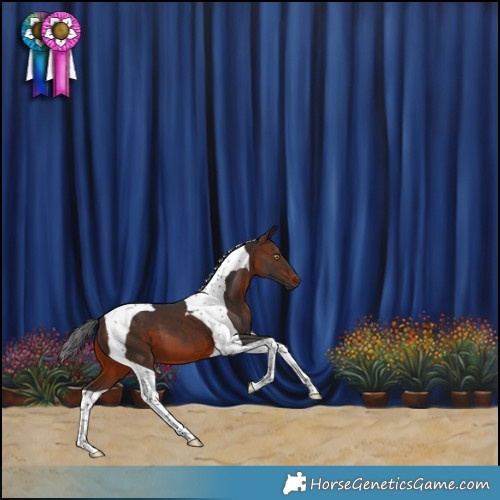 Horse Color:Brown Tobiano 