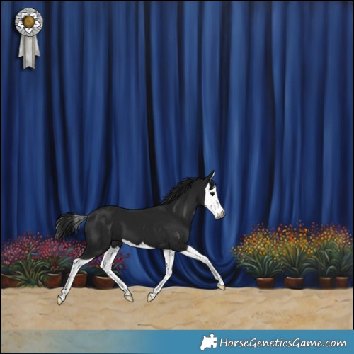 Horse Color:Gray Smoky Black Splash Varnish