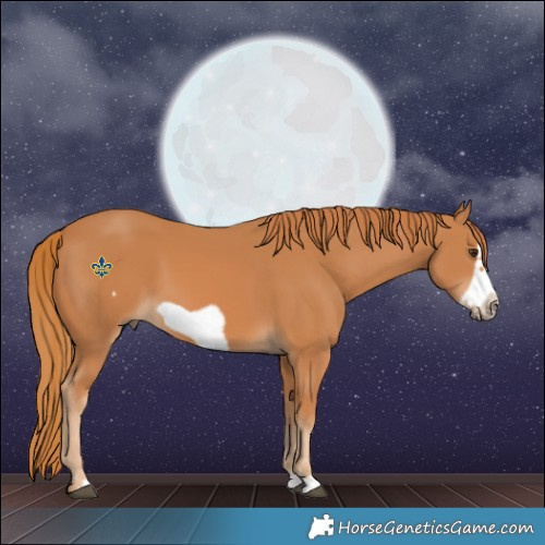 Horse Color:Chestnut Frame 
