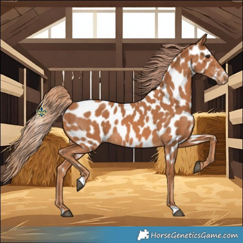 Horse Color:Chestnut Near Leopard 