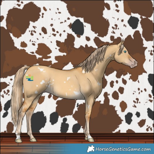 Horse Color:Gray White Spotted Gold Cream Champagne Dun 