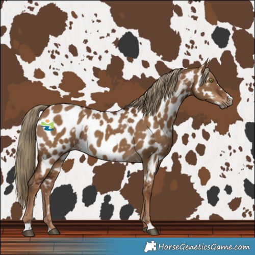 Horse Color:Gray White Spotted Red Dun Frame Near Leopard 