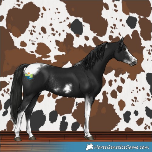 Horse Color:Gray Black Tobiano Frame Rabicano 
