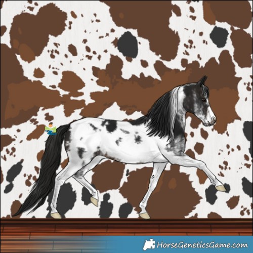 Horse Color:Gray White Spotted Brown Tobiano Frame