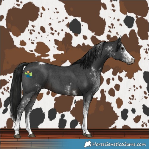 Horse Color:Gray White Spotted Bay Tobiano 