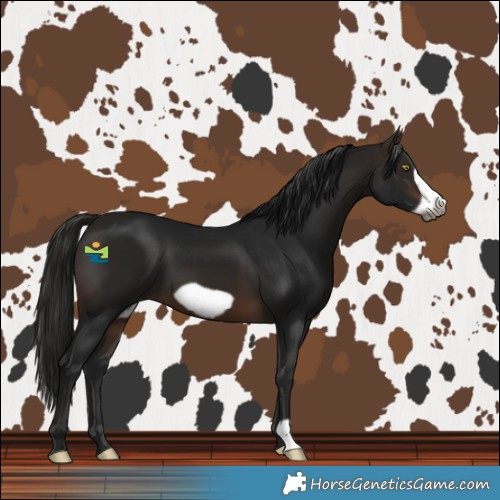 Horse Color:Gray Bay Frame 