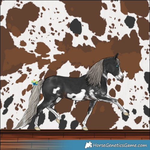Horse Color:Gray White Spotted Silver Brown Splash Frame