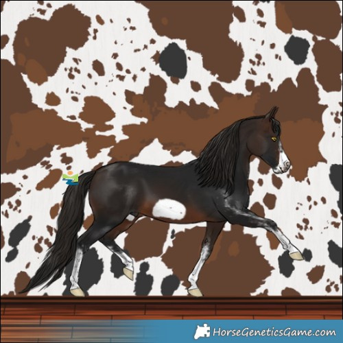 Horse Color:Gray White Spotted Bay Splash Frame 