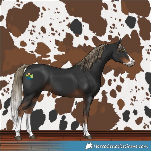 Horse Color:Gray Liver Chestnut Splash