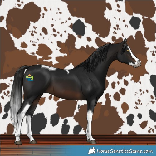 Horse Color:Gray Brown Splash Tobiano