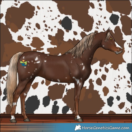 Horse Color:Gray White Spotted Chestnut Frame 