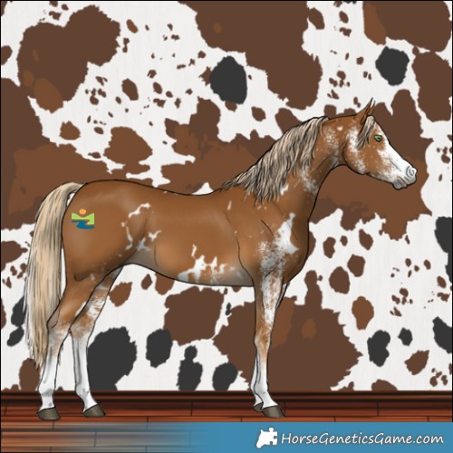 Horse Color:Gray White Spotted Palomino