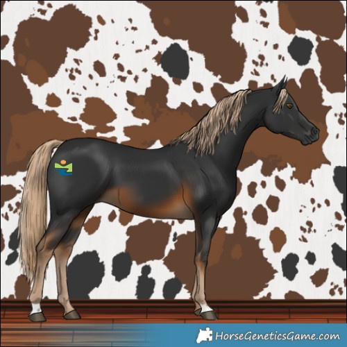 Horse Color:Gray Chocolate Palomino 