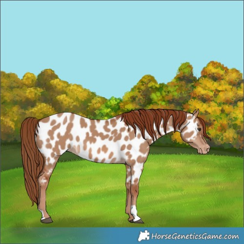 Horse Color:Red Dun Near Leopard 