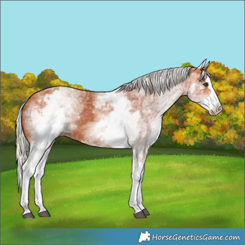 Horse Color:White Spotted Silver Bay Splash
