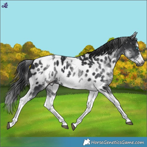 Horse Color:White Spotted Black Splash Tobiano Frame Near Leopard