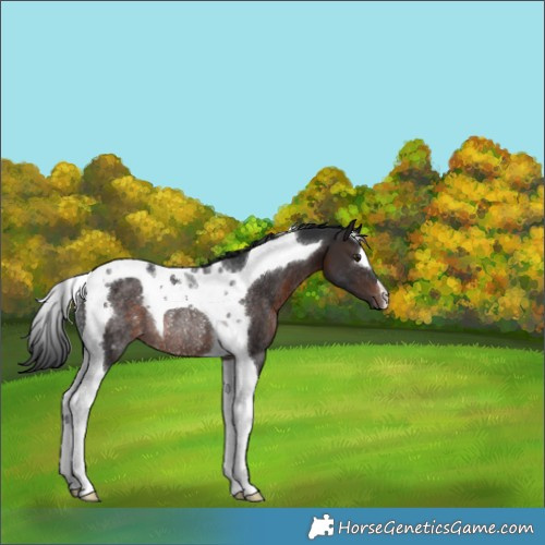 Horse Color:Brown Tobiano Rabicano