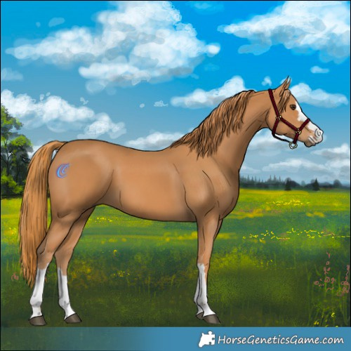 Horse Color:Chestnut 