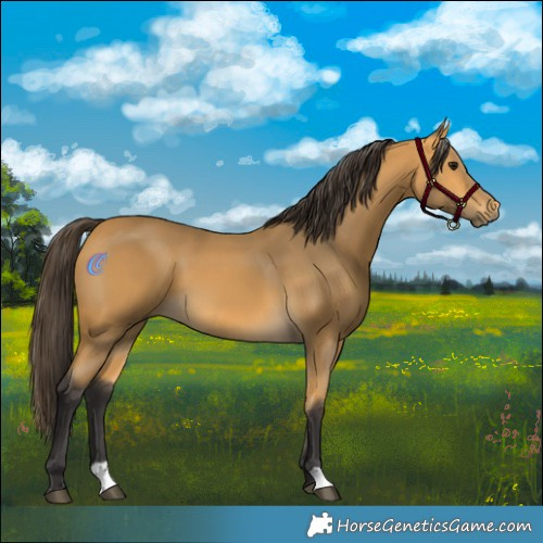 Horse Color:Buckskin 