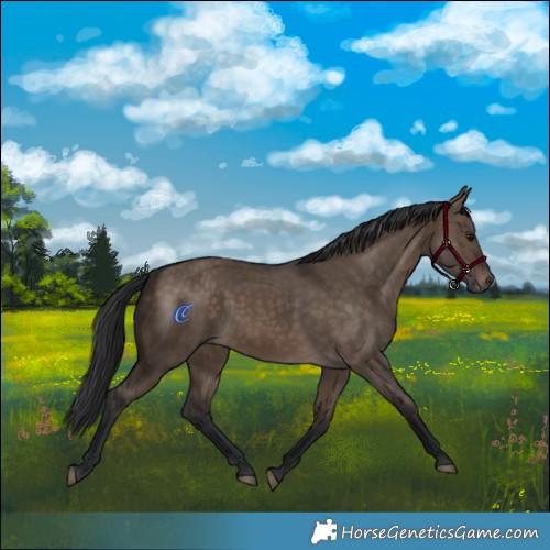 Horse Color:Brown Dun 