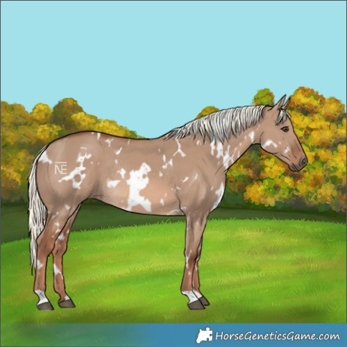 Horse Color:White Spotted Red Dun Mushroom Rabicano 