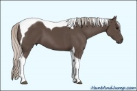 Horse Color:Silver Black Tobiano