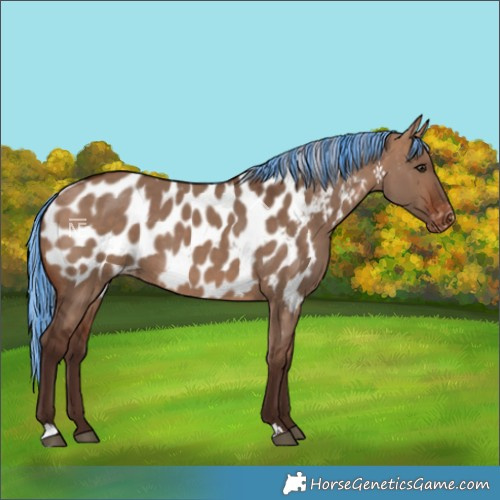 Horse Color:Painted Silver Brown Dun Blanket 