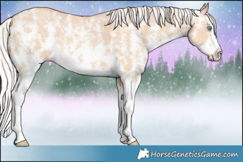 Horse Color:Silver Amber Champagne Dun Sabino Splash Rabicano