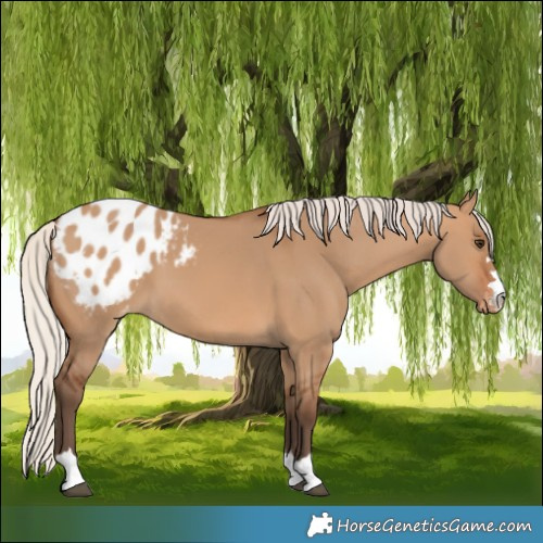 Horse Color:Silver Bay Dun Blanket