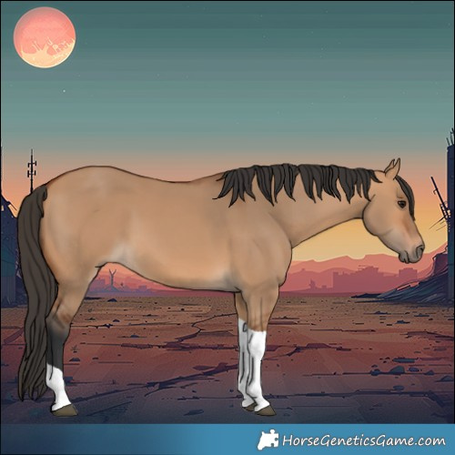 Horse Color:Bay Dun Tobiano 