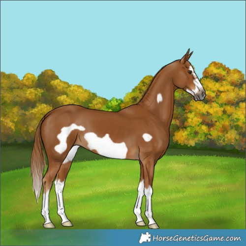 Horse Color:Gray Chestnut Splash Frame 
