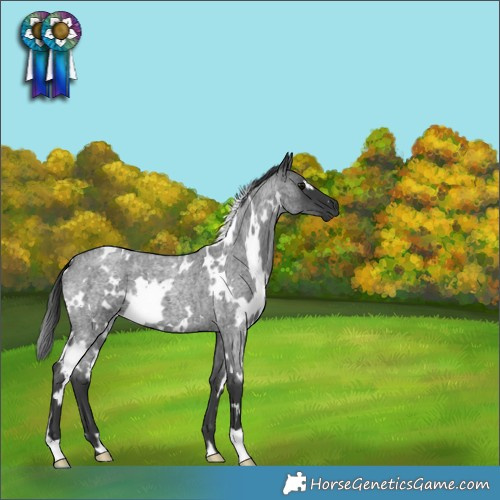 Horse Color:White Spotted Blue Roan