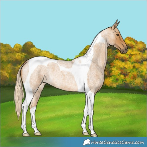 Horse Color:Palomino Roan Tobiano 