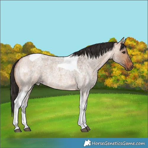 Horse Color:Bay Roan Dun Tobiano