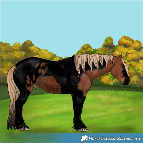 Horse Color:Void Chestnut Tobiano Blanket Rabicano