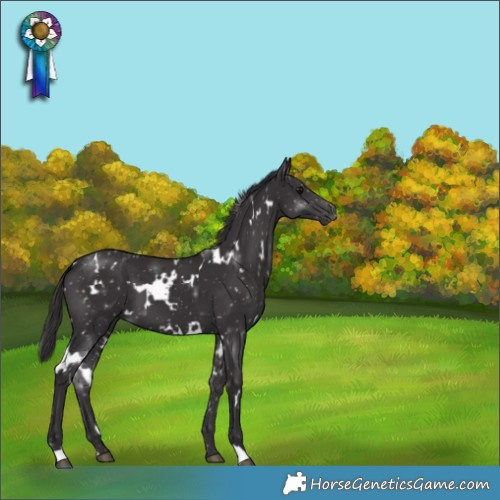 Horse Color:White Spotted Smoky Black 