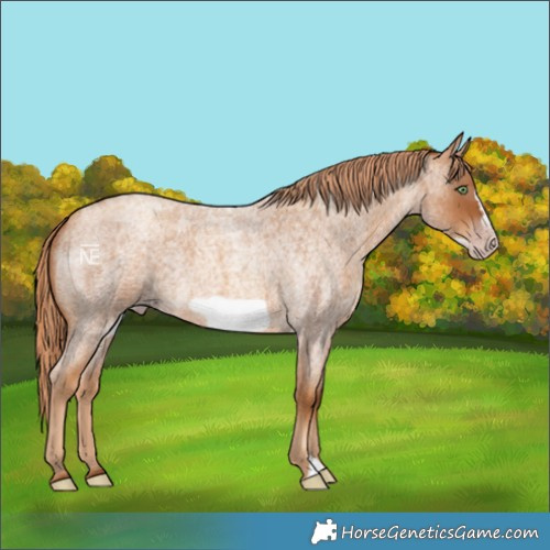 Horse Color:Gray Gold Champagne Roan Frame 