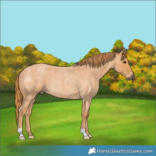 Horse Color:Red Roan Rabicano