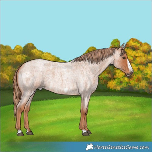 Horse Color:Red Roan Frame 