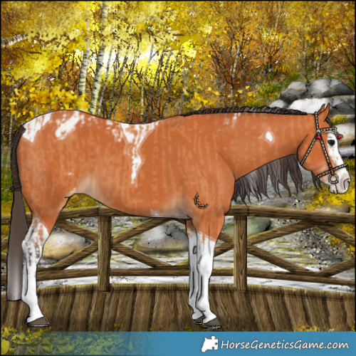 Horse Color:Bay Splash Tobiano Blanket  and Bay Splash Tobiano Blanket 