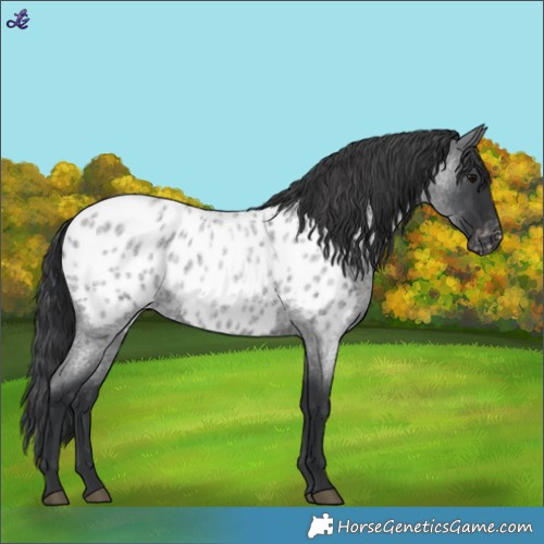 Horse Color:Blue Roan Near Leopard