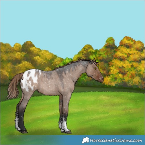 Horse Color:Liver Red Dun Roan Sabino Blanket Rabicano 